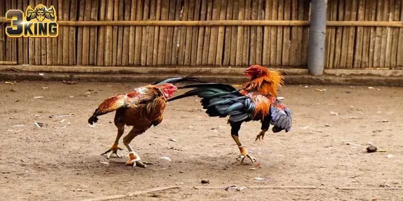 Đá Gà Cựa Dao Cực Dễ Chơi Với Các Mẹo Hay Ho Dễ Thắng
