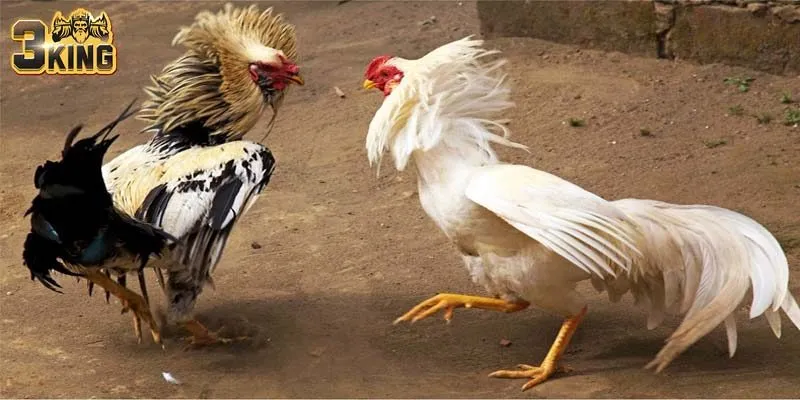 Những yếu tố quan trọng trong tính chất thi đấu